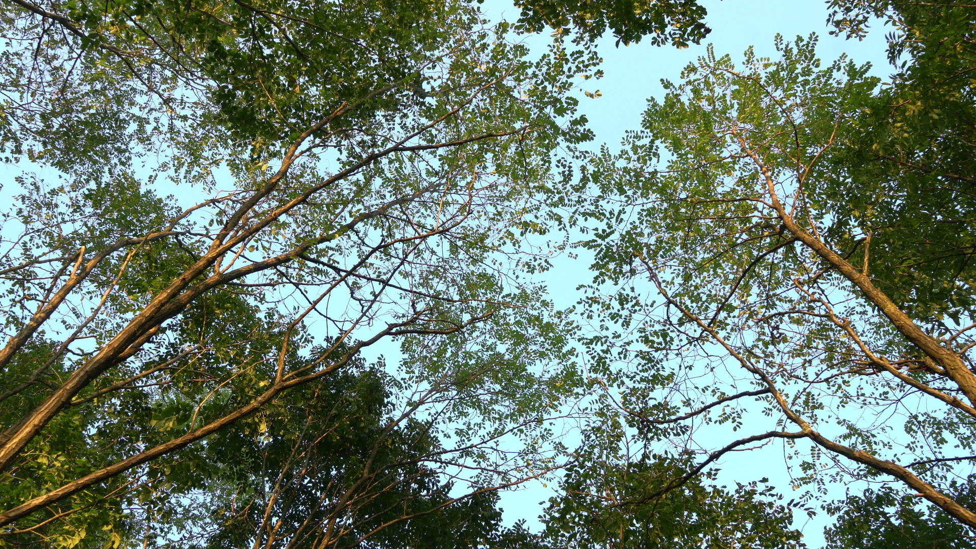 树木的叶子视频的预览图