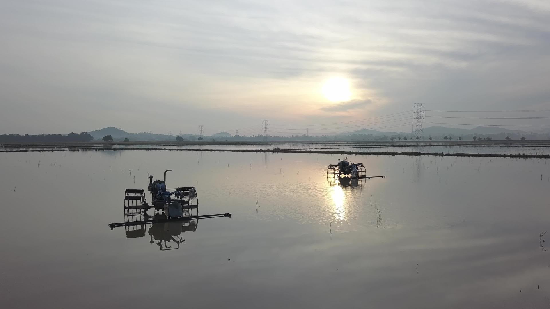 日出时在稻田拖拉机视频的预览图