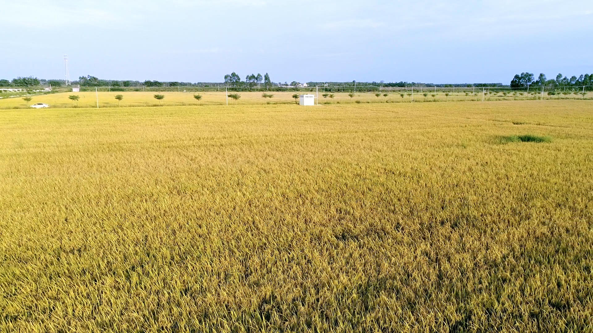 科学种植稻谷4K航拍视频的预览图