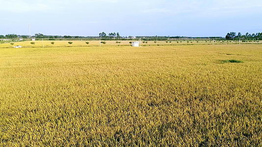 科学种植稻谷4K航拍视频的预览图