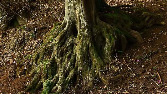 森林中有趣的树根视频的预览图
