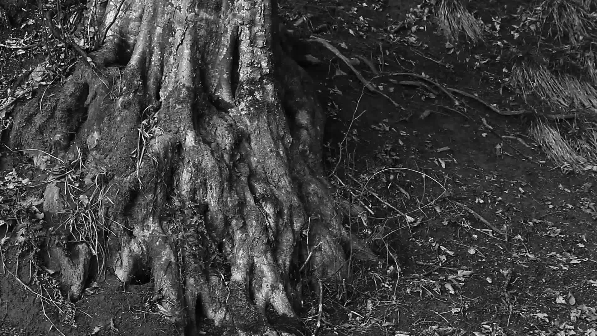 森林中有趣的大树根视频的预览图