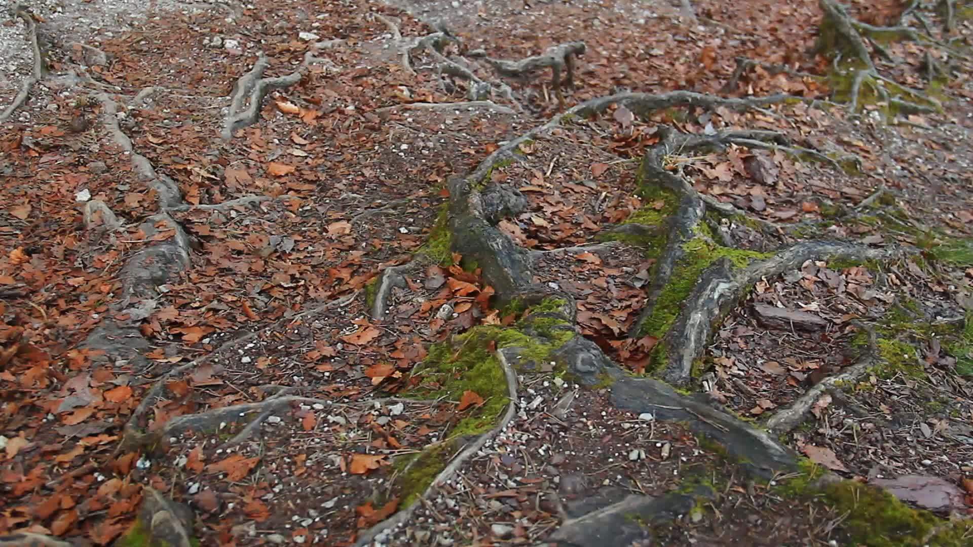 森林中有趣的树根视频的预览图