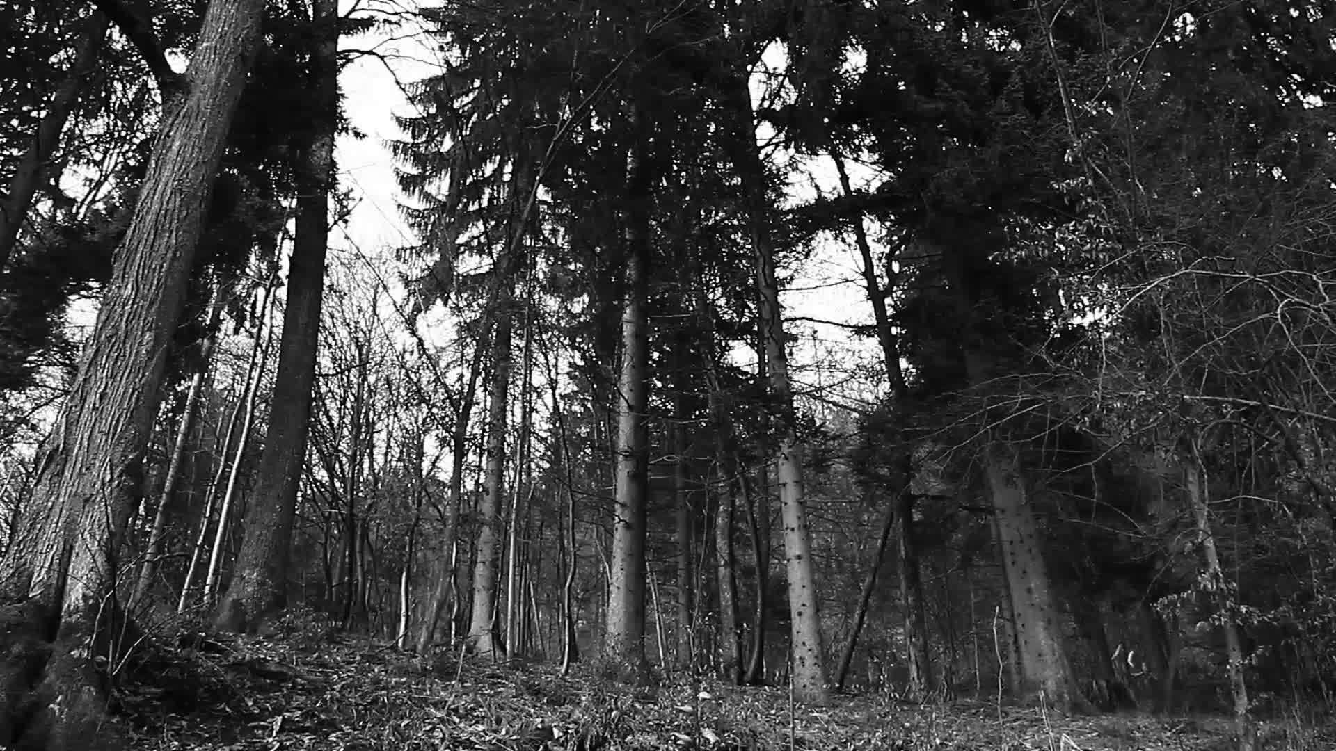 采石是林中的树木视频的预览图