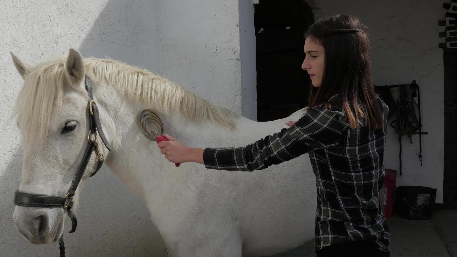 年轻女骑手梳白马视频的预览图