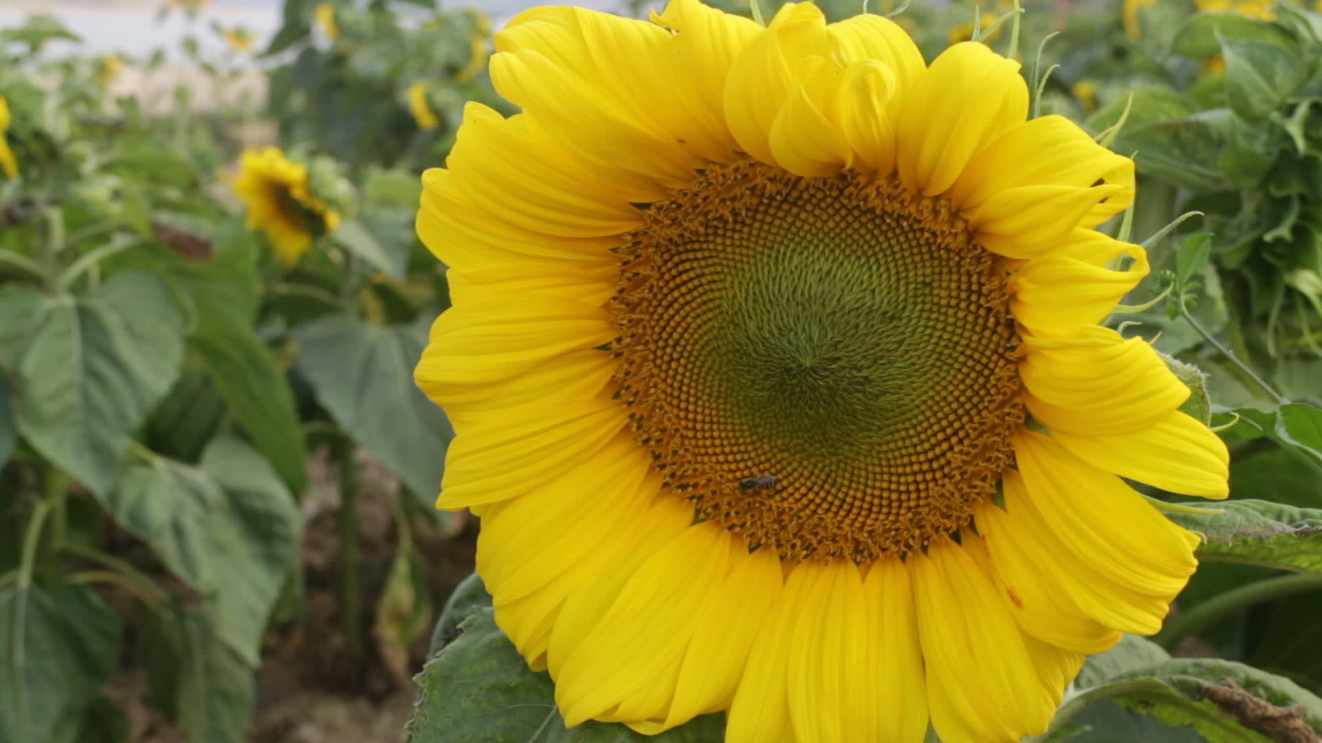 美丽的向日葵开花和昆虫视频的预览图