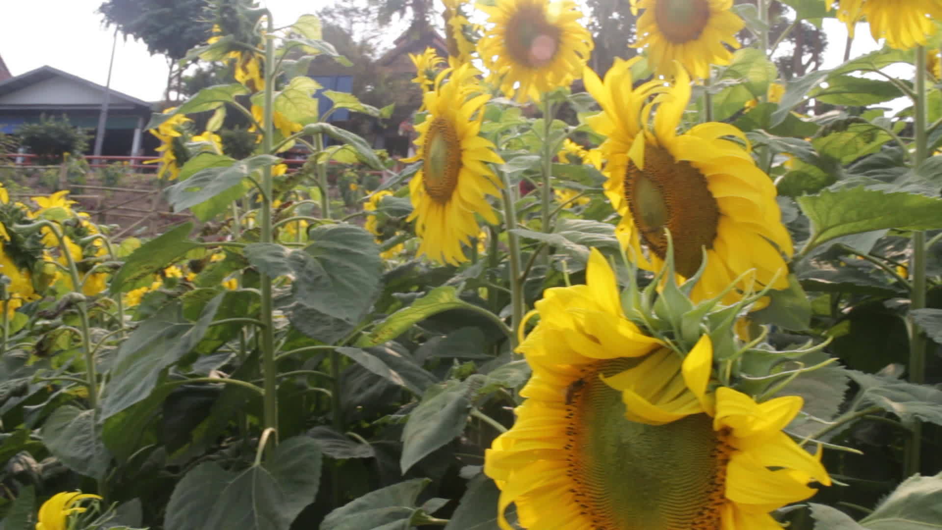 美丽的向日葵在公共公园里盛开视频的预览图