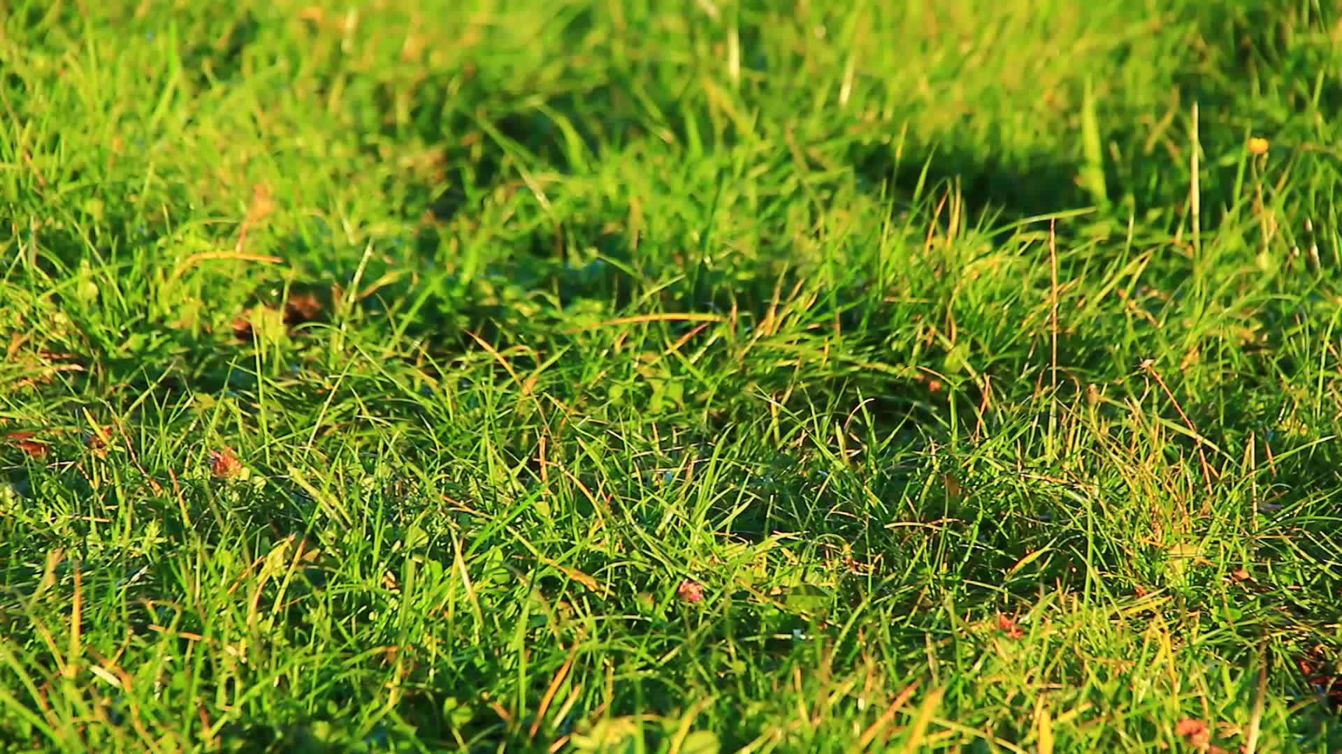 绿草密集的田野视频的预览图