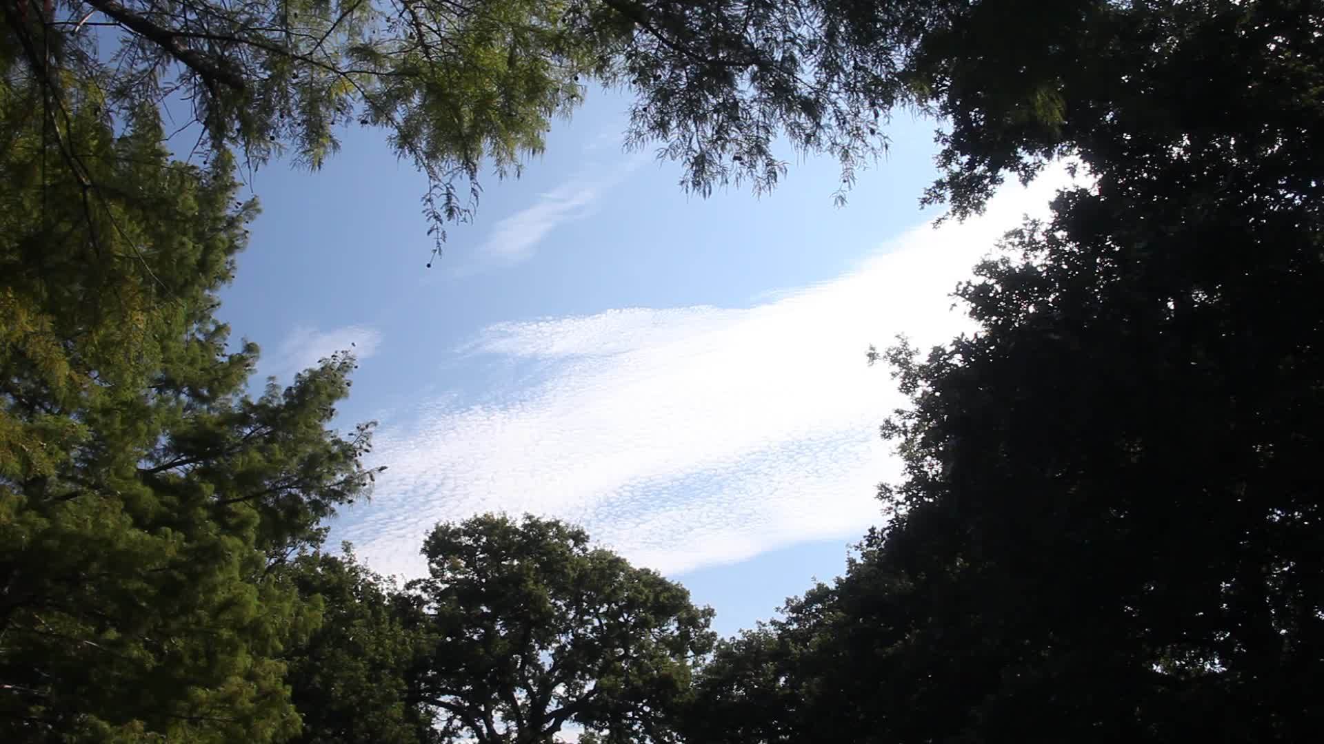 树木环绕着美丽的天空框架视频的预览图