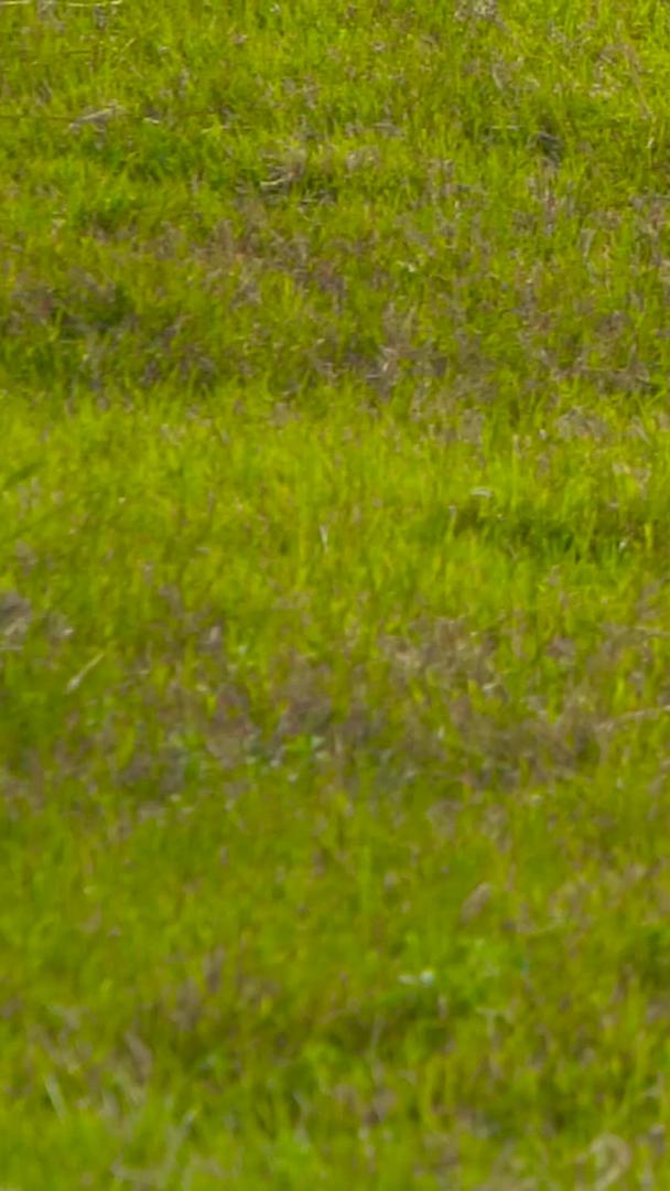 博美240帧在草地上奔跑升级视频的预览图
