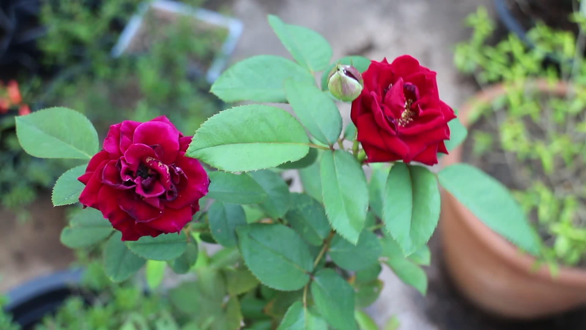 漂亮的小红天鹅绒花植物视频的预览图