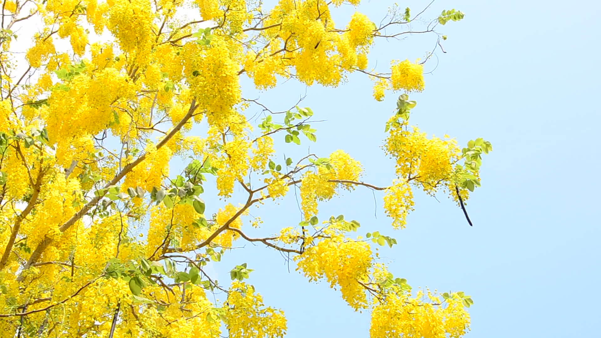 金色淋浴树视频的预览图