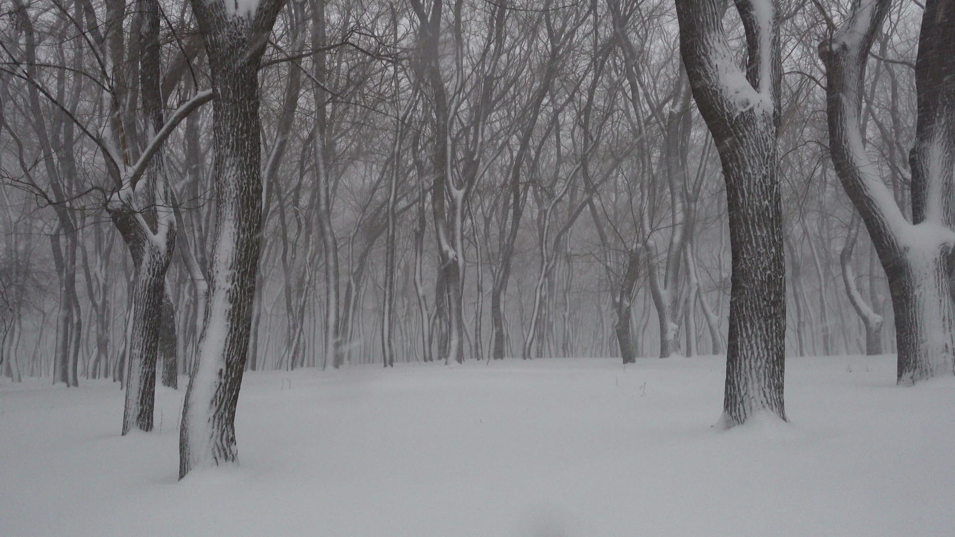 在雪地里沉睡的公园视频的预览图