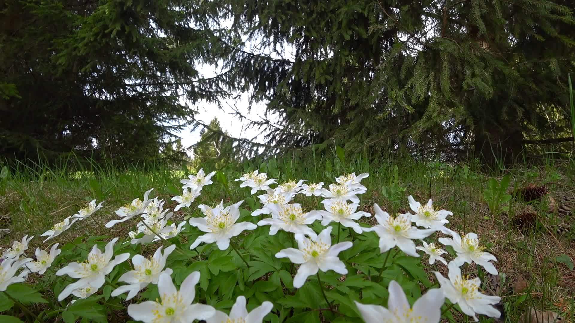 美丽的春花阿内蒙生长在大自然的森林里视频的预览图