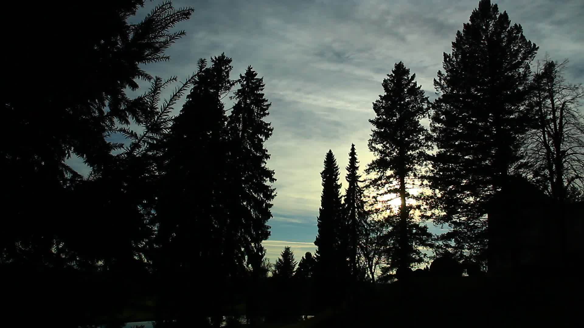 剪下枝林和圆光影视频的预览图