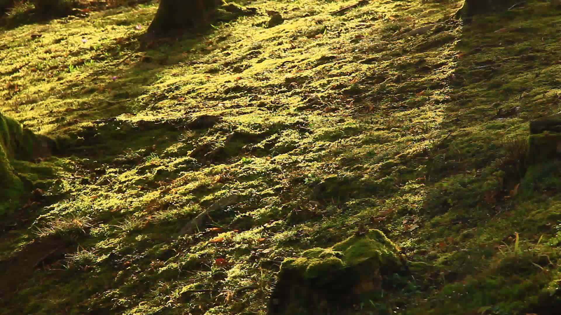 地上的老树和光影视频的预览图