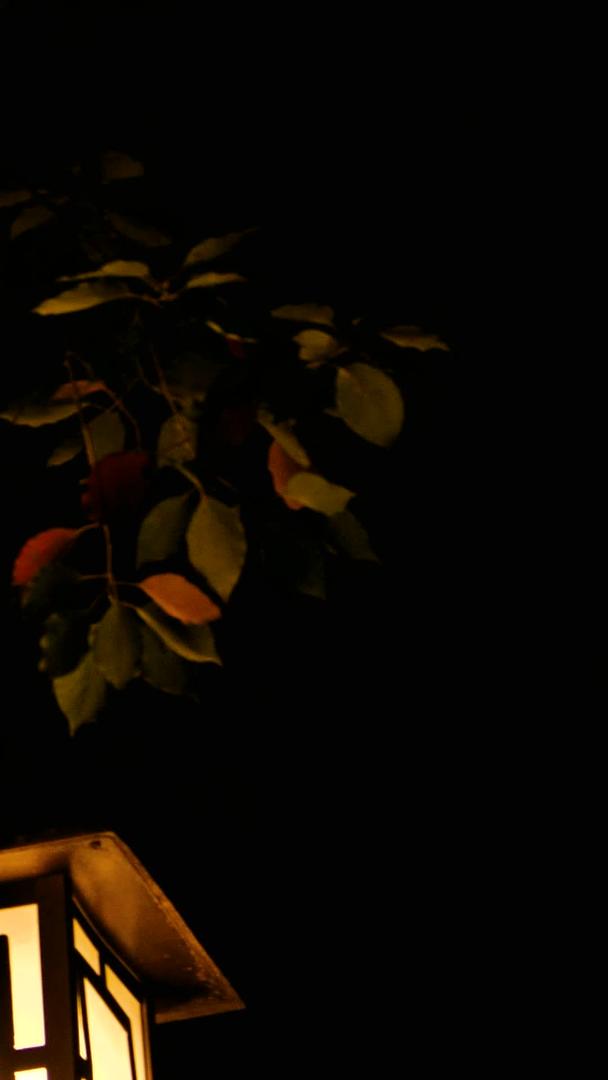 夜晚城市夜景古典路灯孤独灯光昏黄路灯视频的预览图