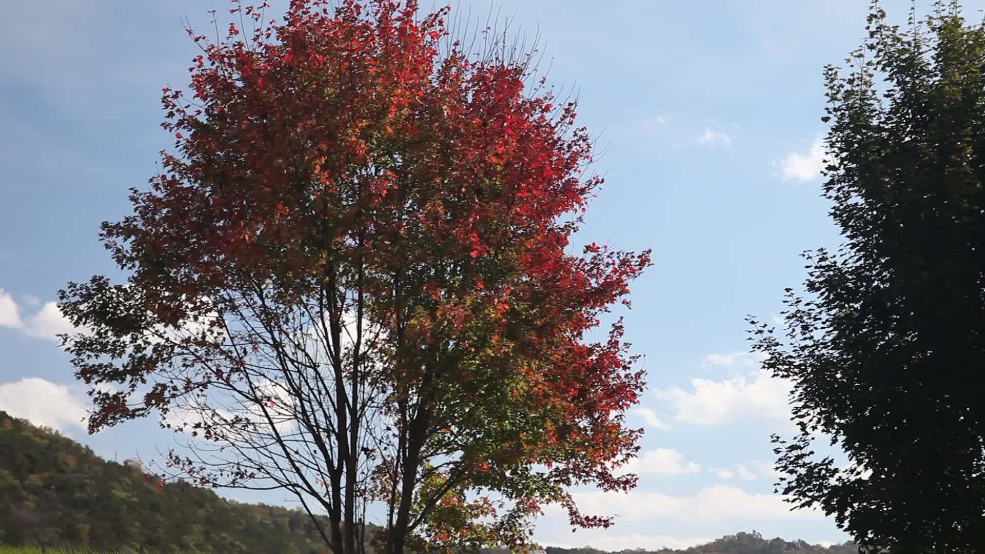 美丽的红树视频的预览图