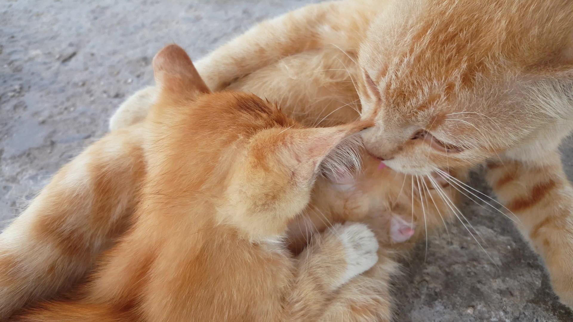 猫妈妈喂小猫视频的预览图