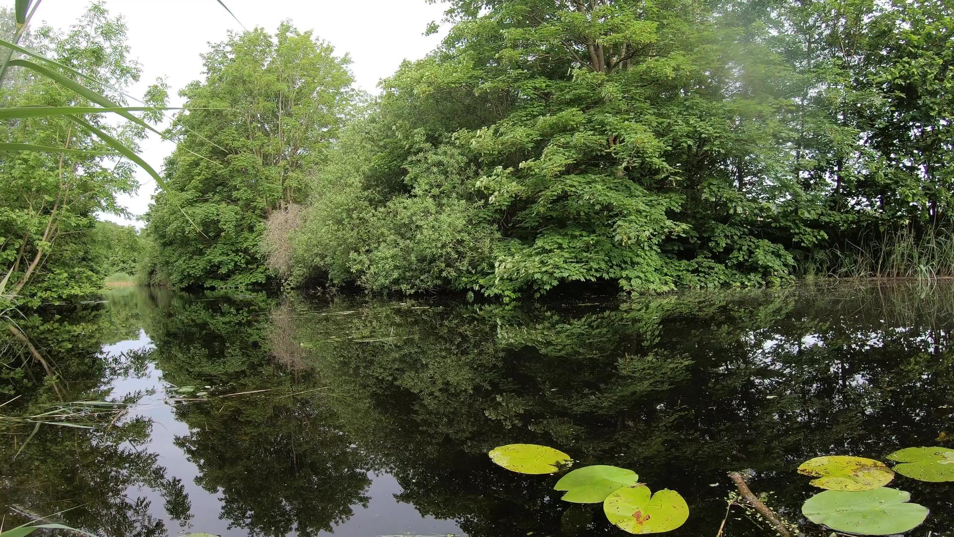 美丽自然绿公园4k视频的预览图