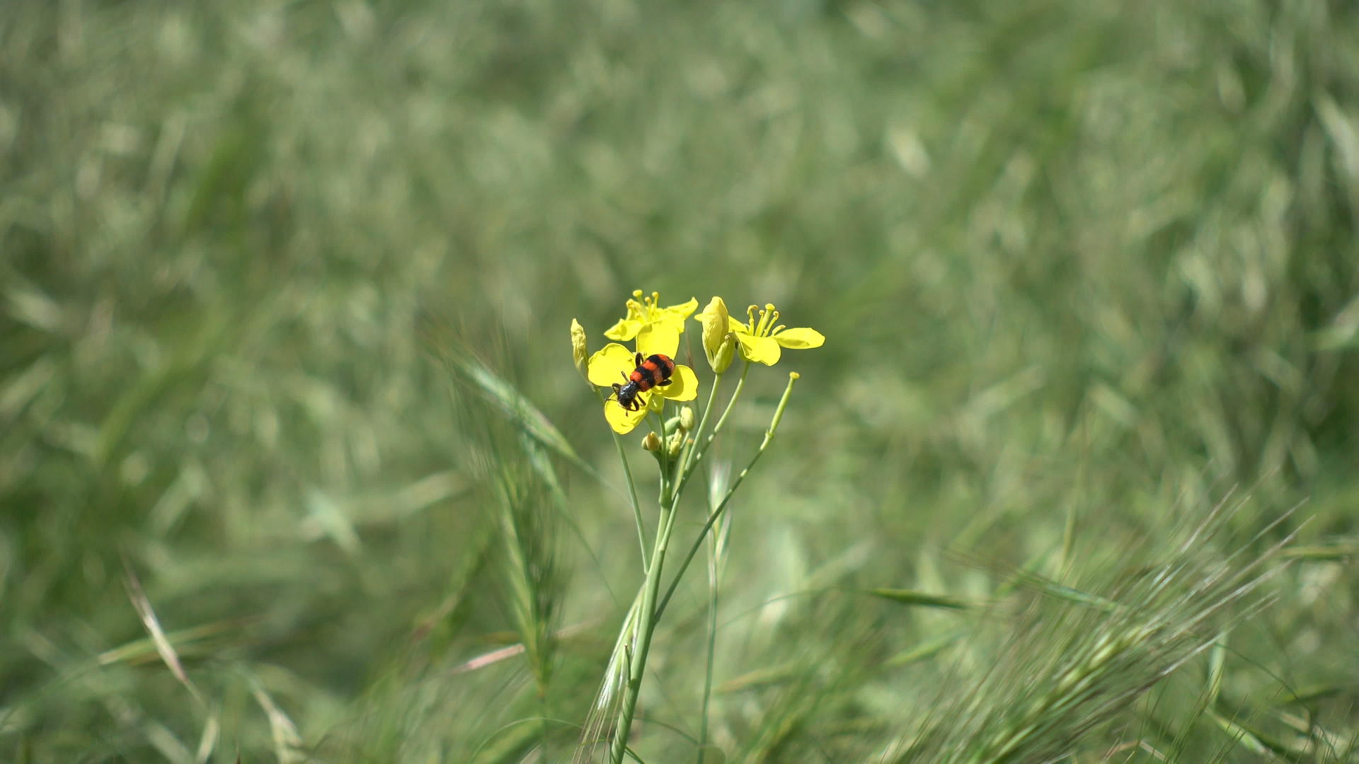 在绿色草原下的黄花上爬行的仙虫视频的预览图