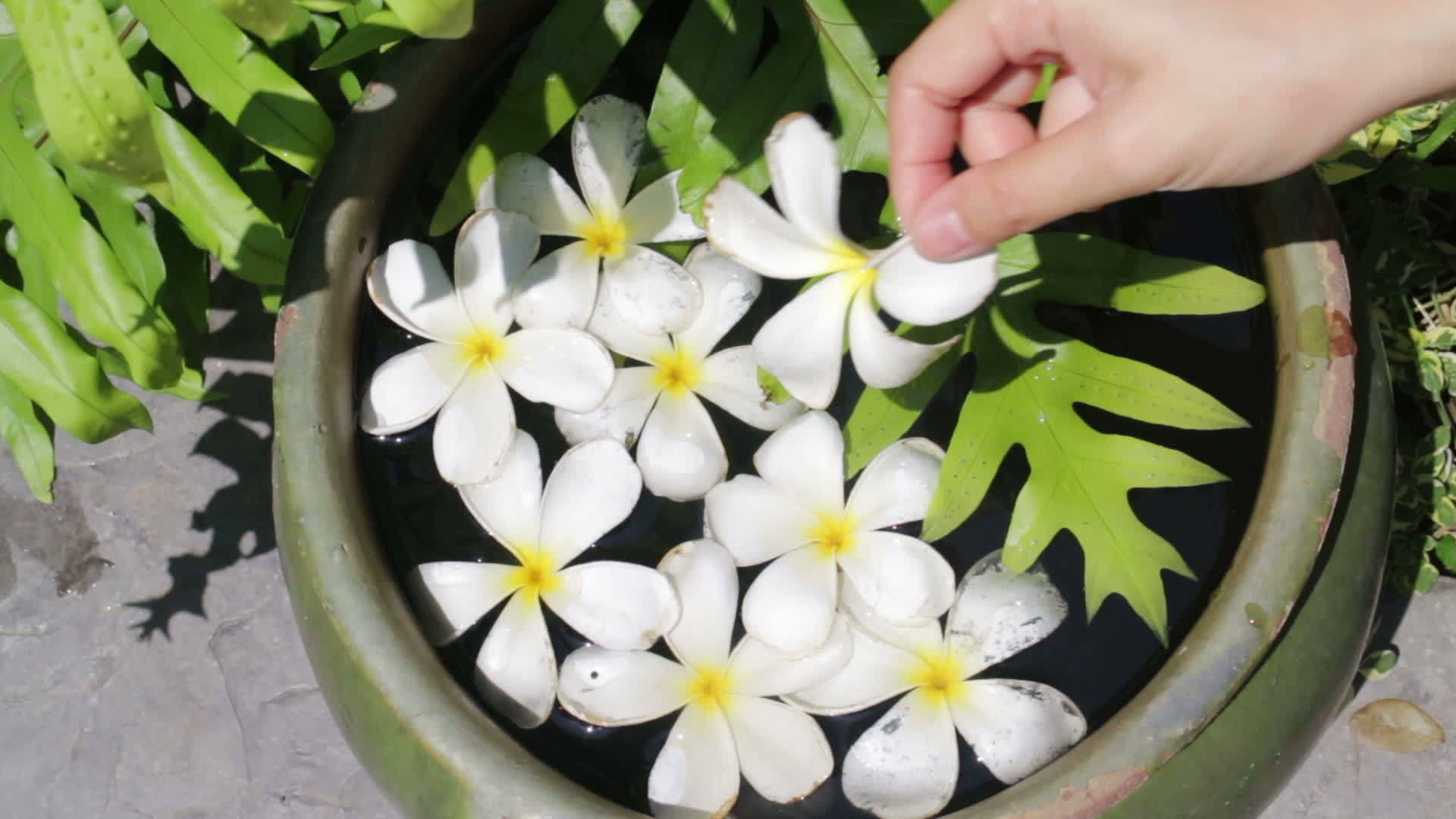 美丽的白色花团装饰在水碗上视频的预览图