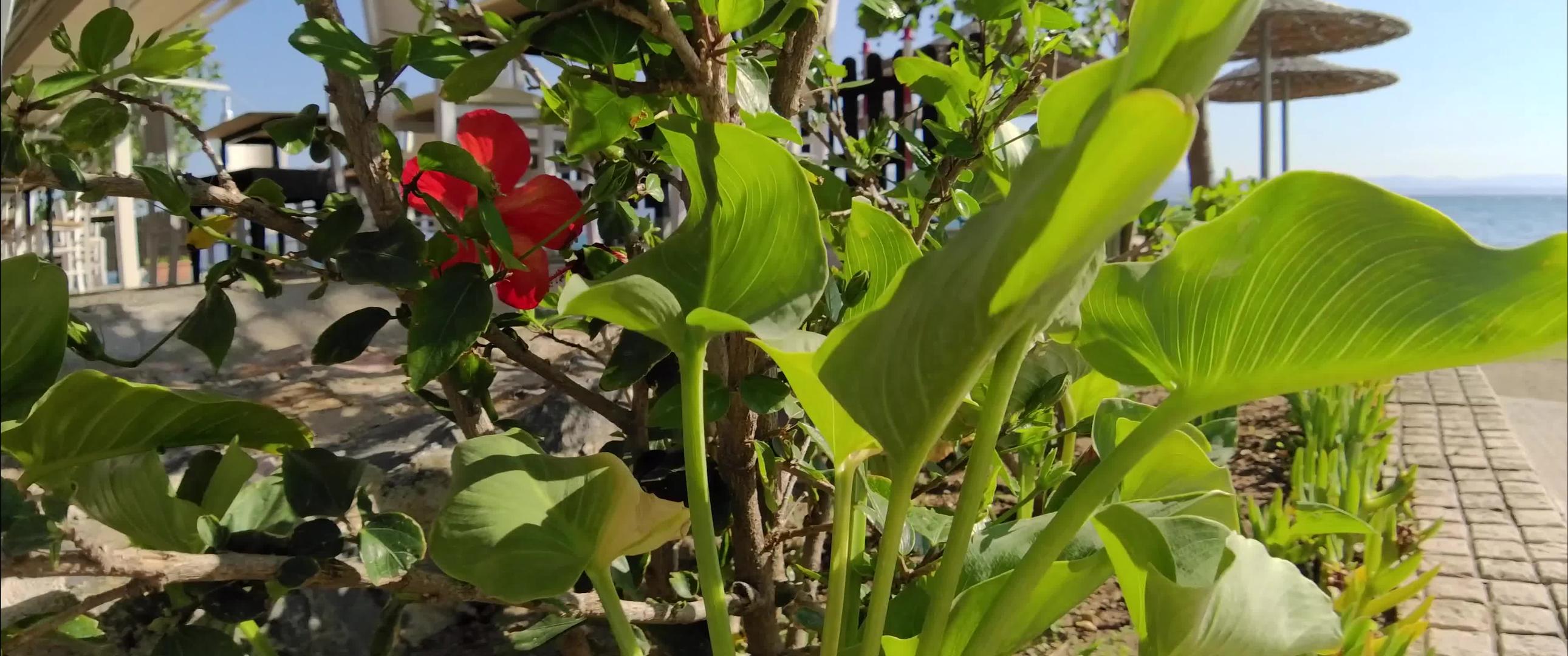 海滩附近的花朵是无形的视频的预览图