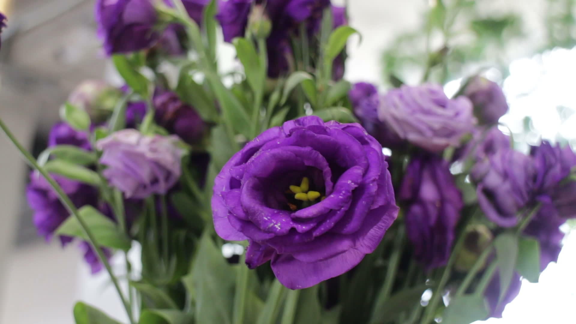 美丽的紫花花束视频的预览图