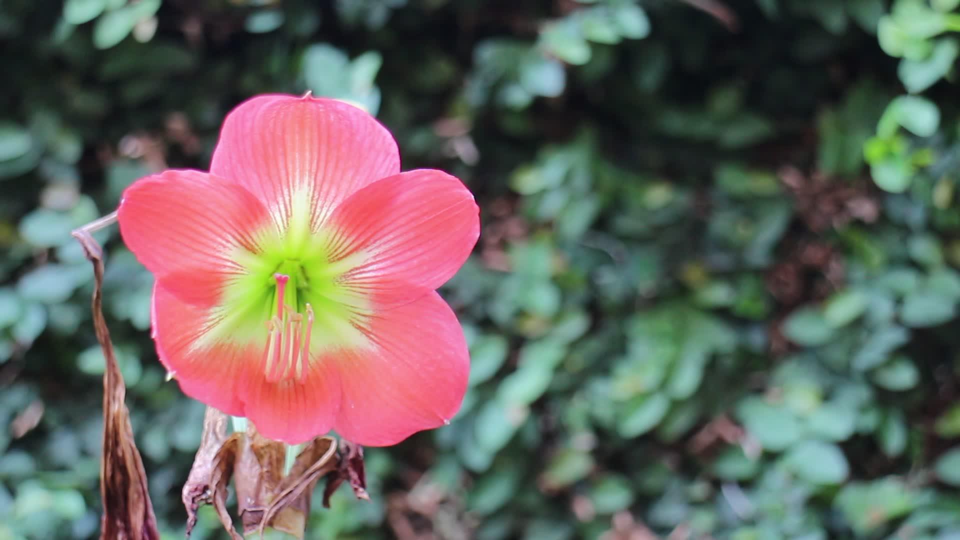 美丽的红花种植在绿色的花园里视频的预览图