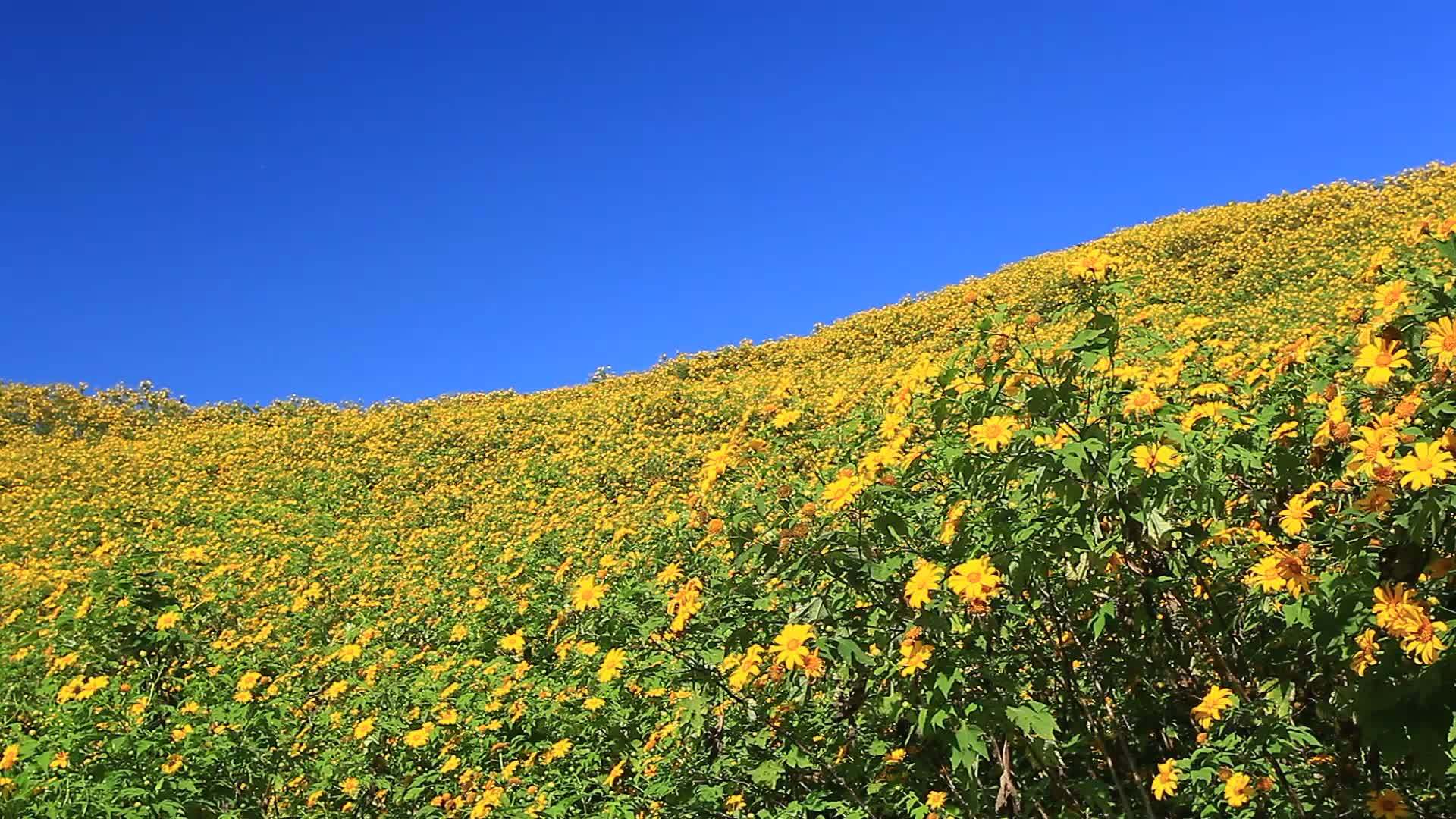 阿通植物多马木山视频的预览图