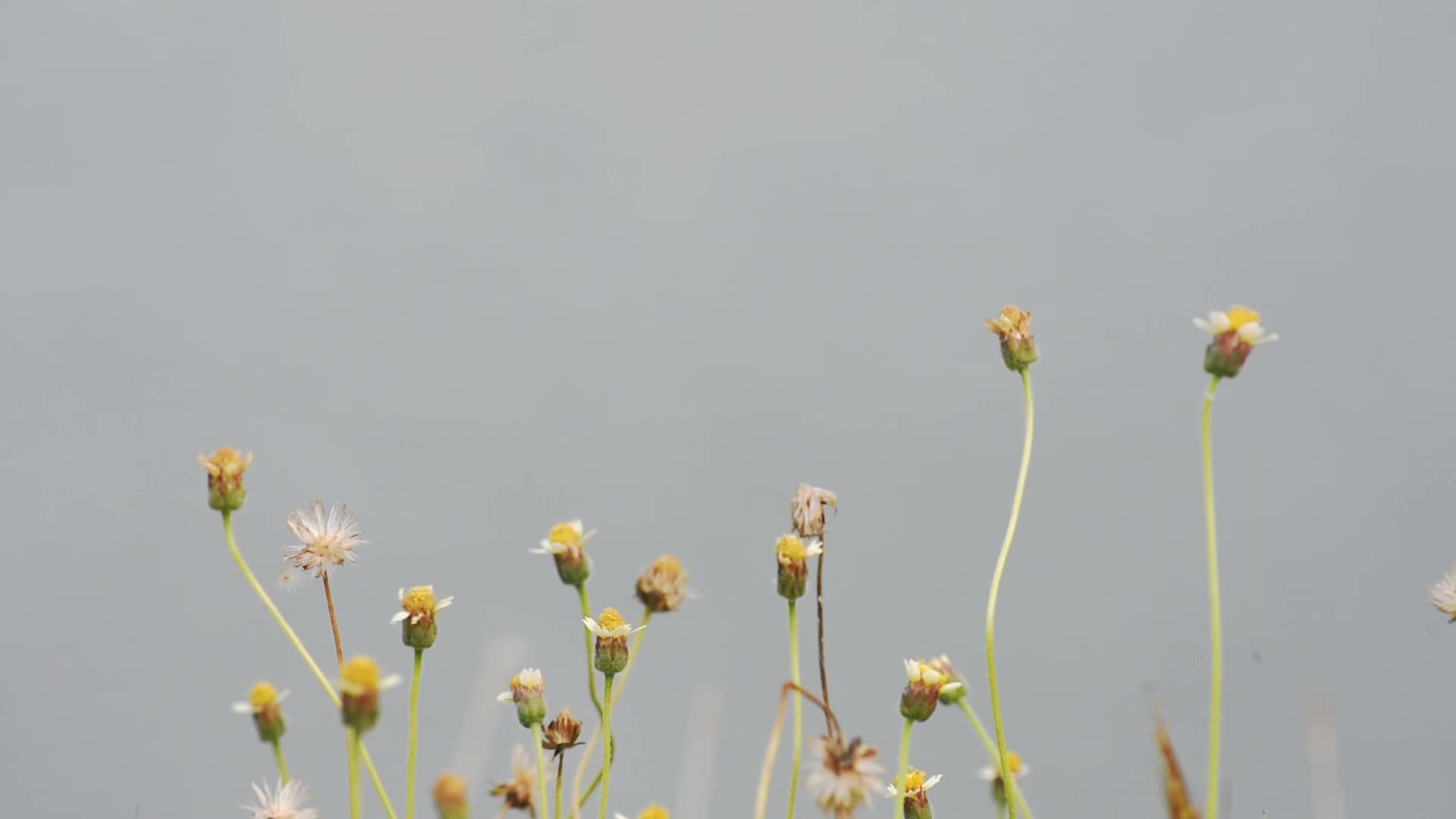 美丽的白色花朵黄色花粉或子皮洛萨背景模糊的水视频的预览图