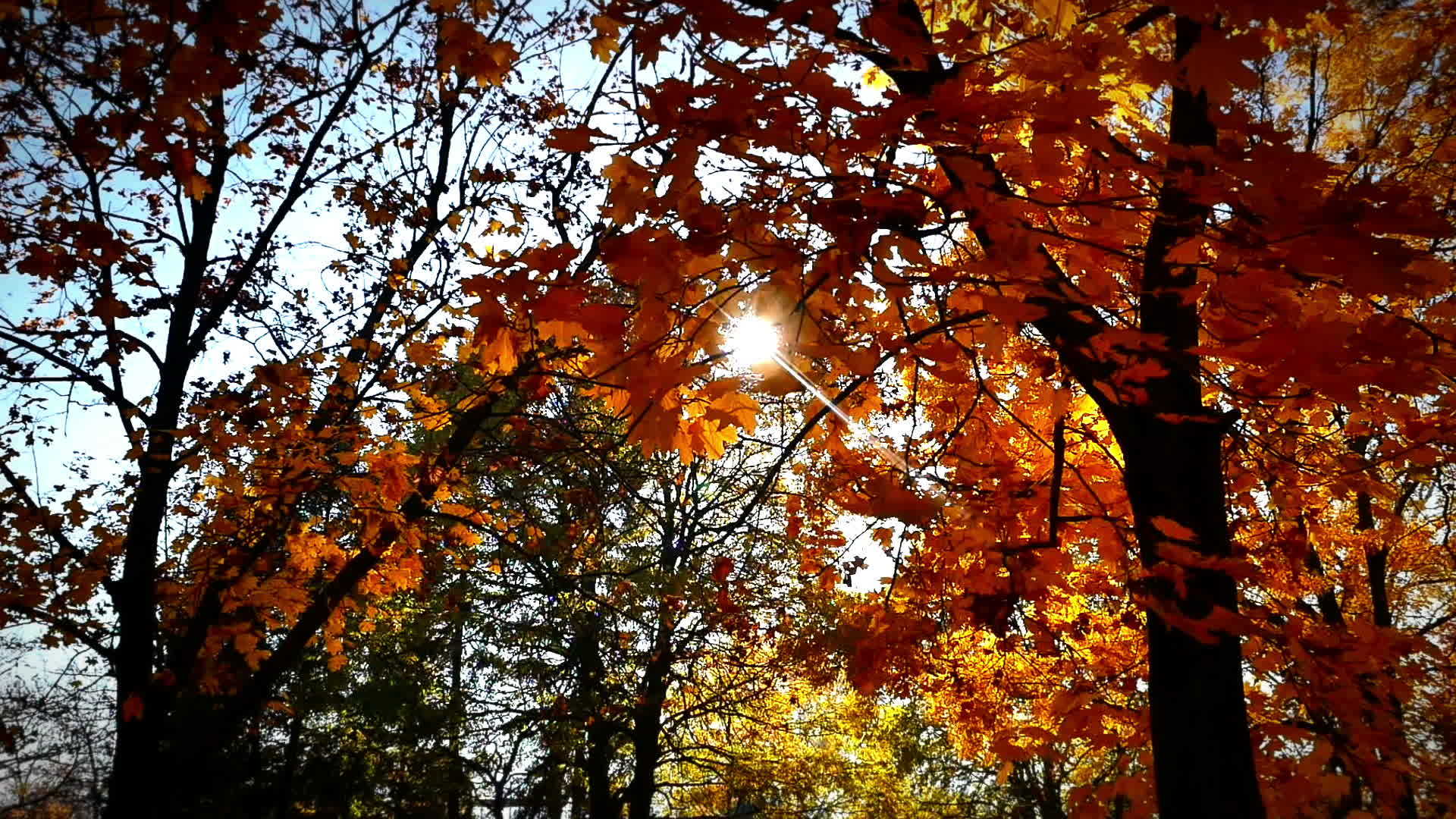 走在森林里的秋秋视频的预览图