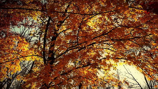 走在森林里的秋秋视频的预览图