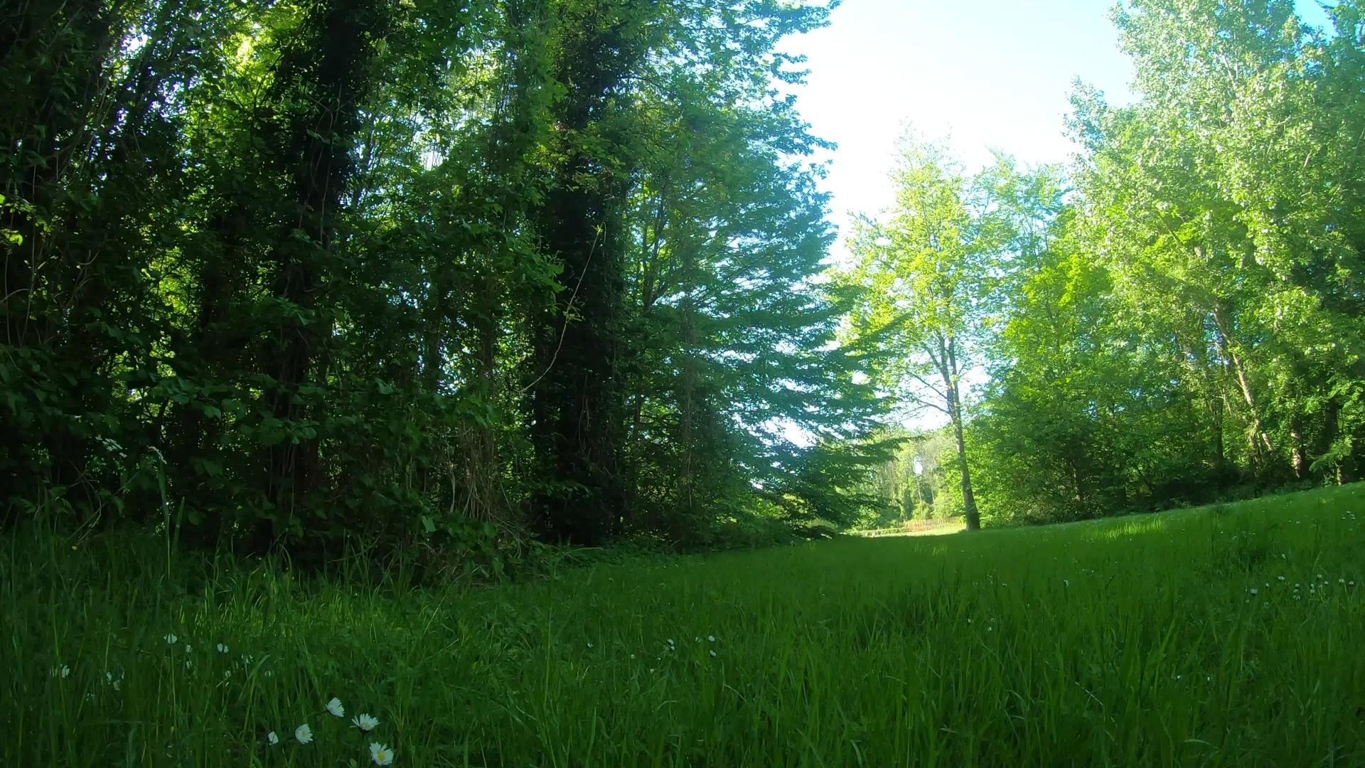 明天阳光明媚的室外美丽的绿色公园视频的预览图