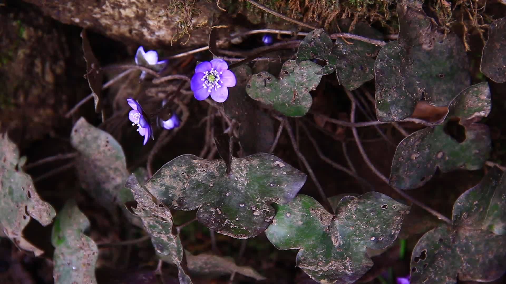 春天地上的紫花视频的预览图