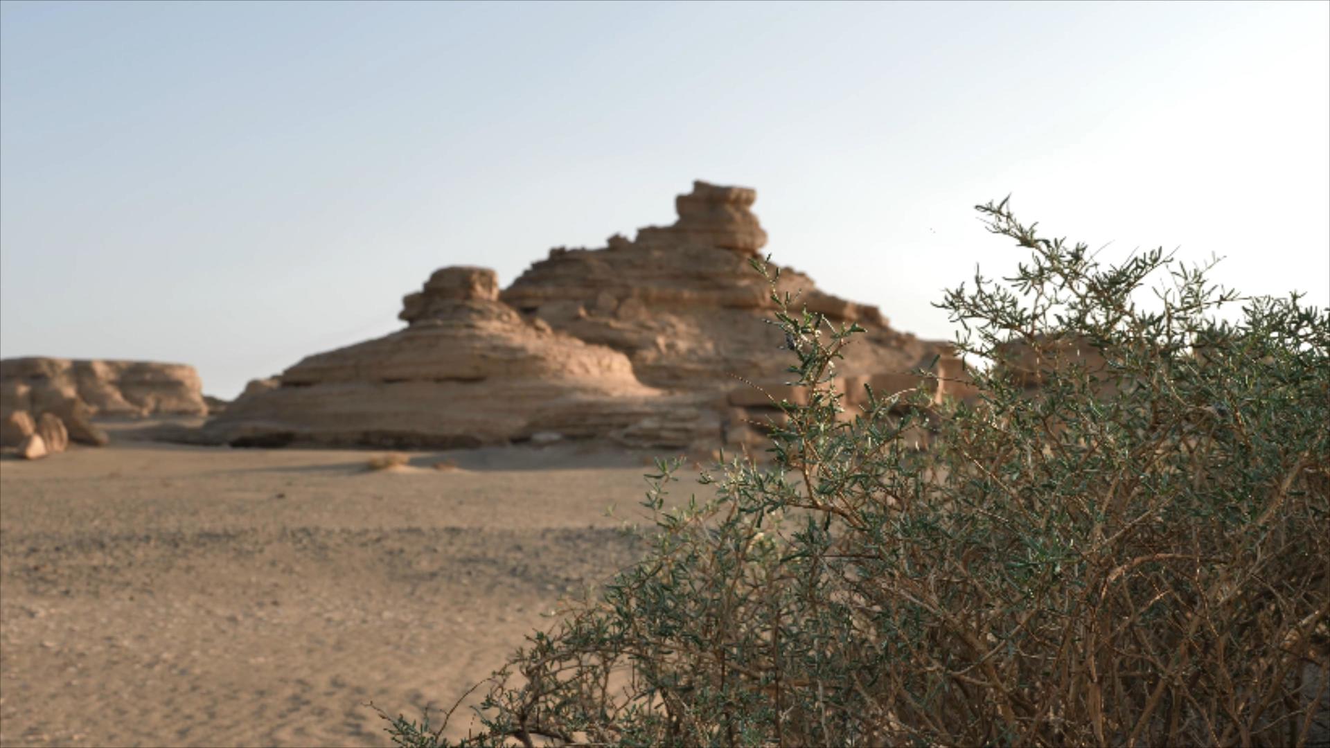 雅丹地貌和骆驼刺视频的预览图