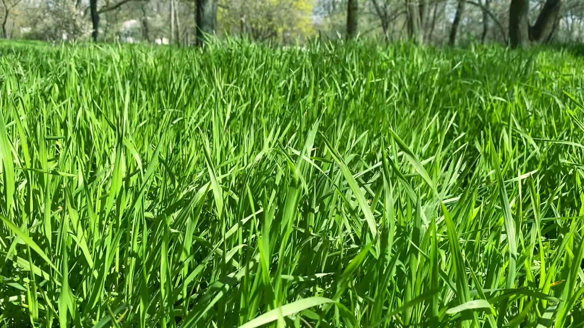 公园里高大的绿草在春天吹拂视频的预览图