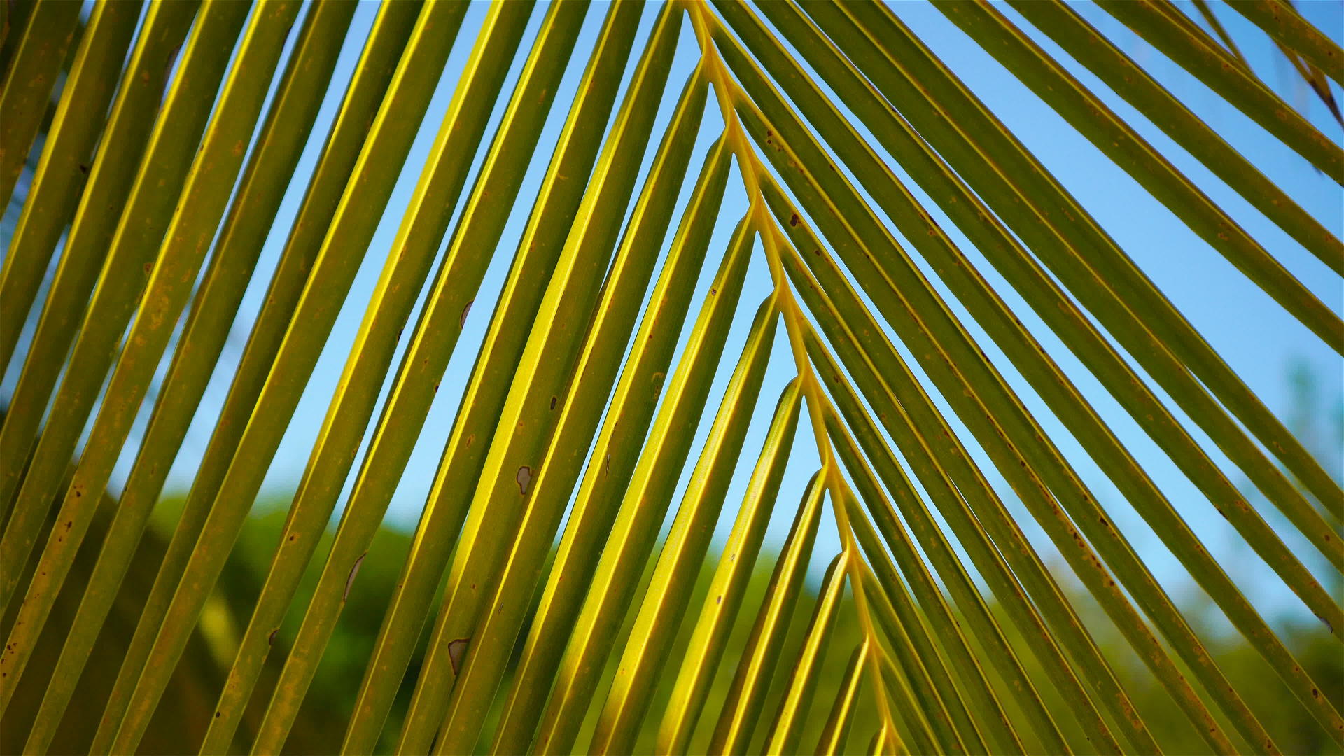 鲜树岛绿棕榈叶的线条和纹理视频的预览图