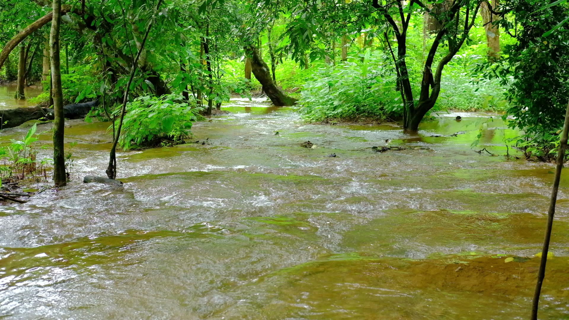 山、溪、岩上流淌的水在森林中自然流动视频的预览图