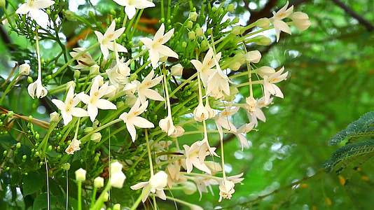 软木树印度软木白花开在花园的树上视频的预览图