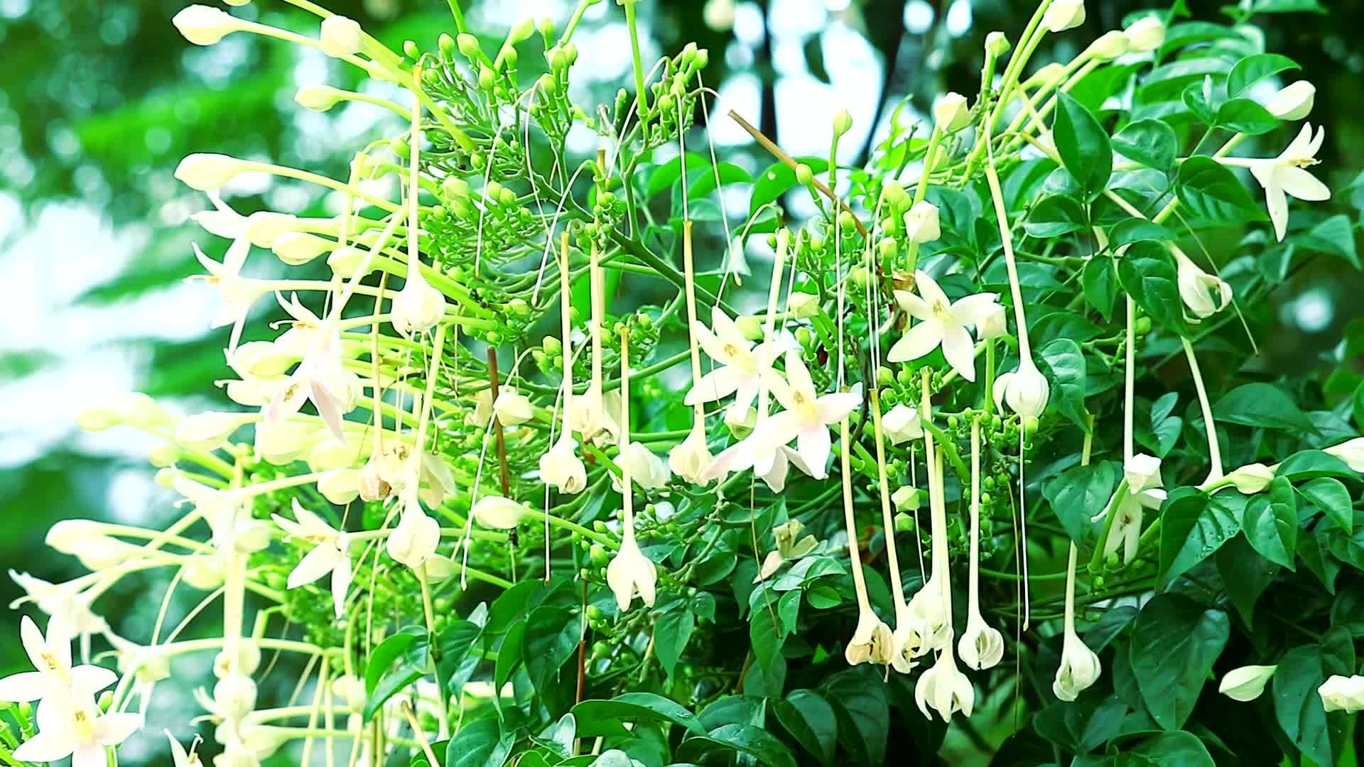 软木树印度软木白花在花园树上盛开视频的预览图