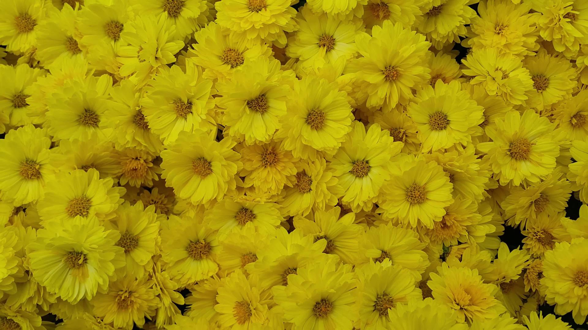 绿叶背景中美丽的黄色花朵近视视频的预览图