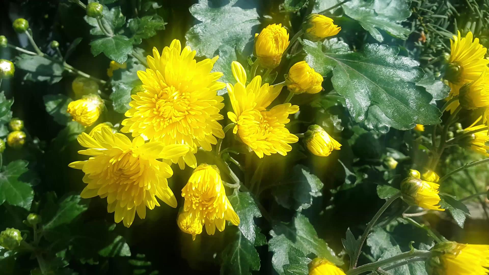 绿叶背景中美丽的黄色花朵近视视频的预览图