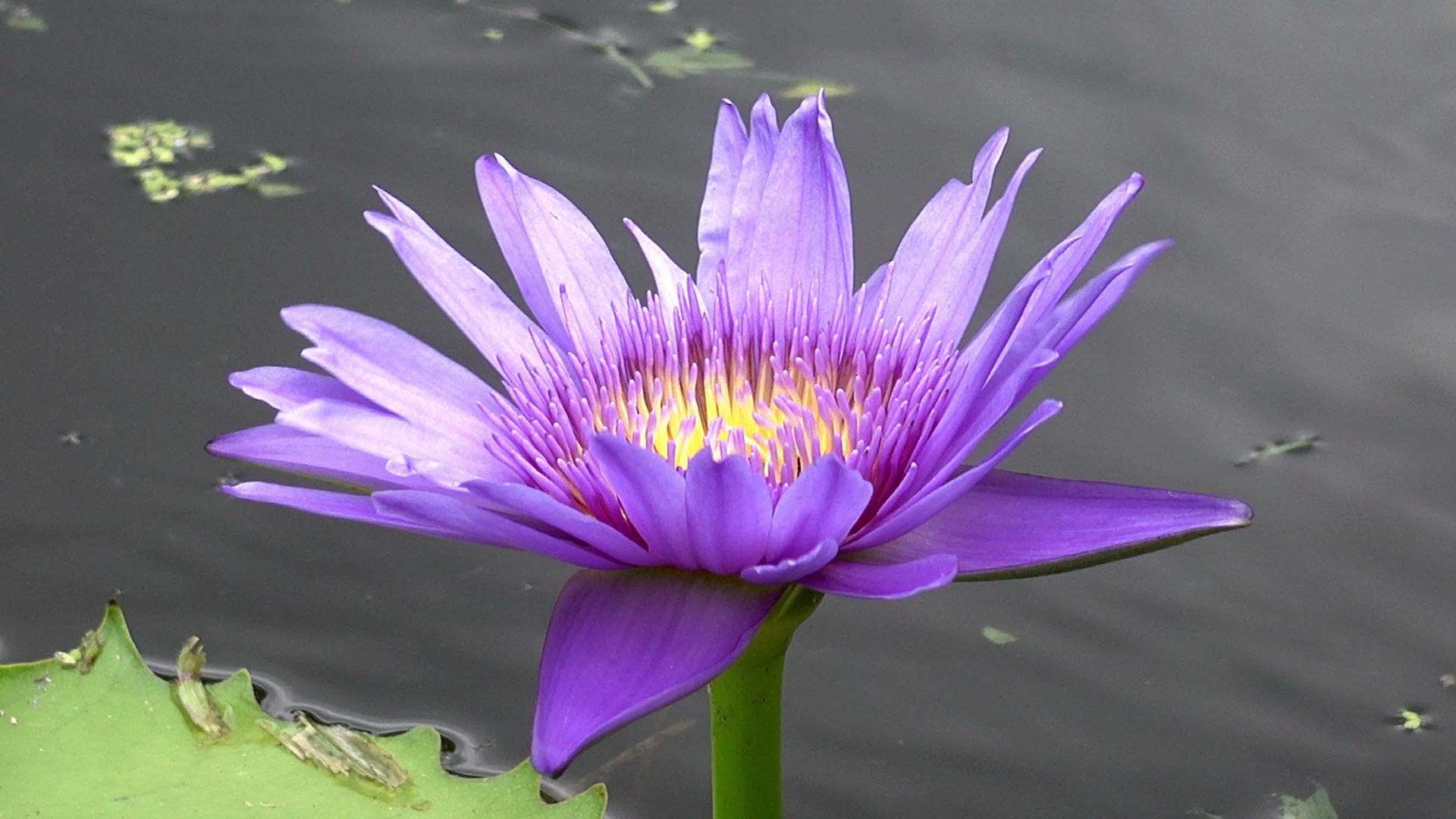 紫罗兰色彩鲜艳的莲花视频的预览图