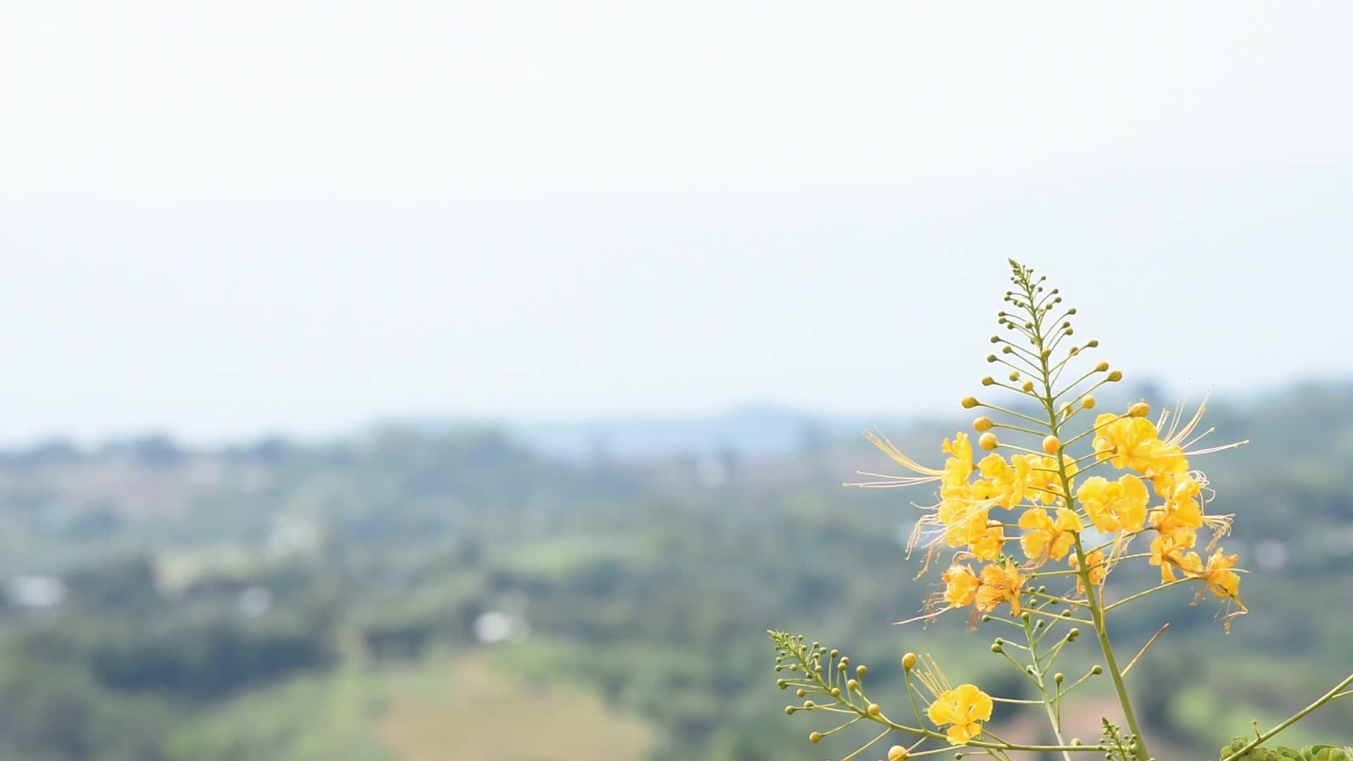 黄色的花在花园背景的山上摇摆视频的预览图