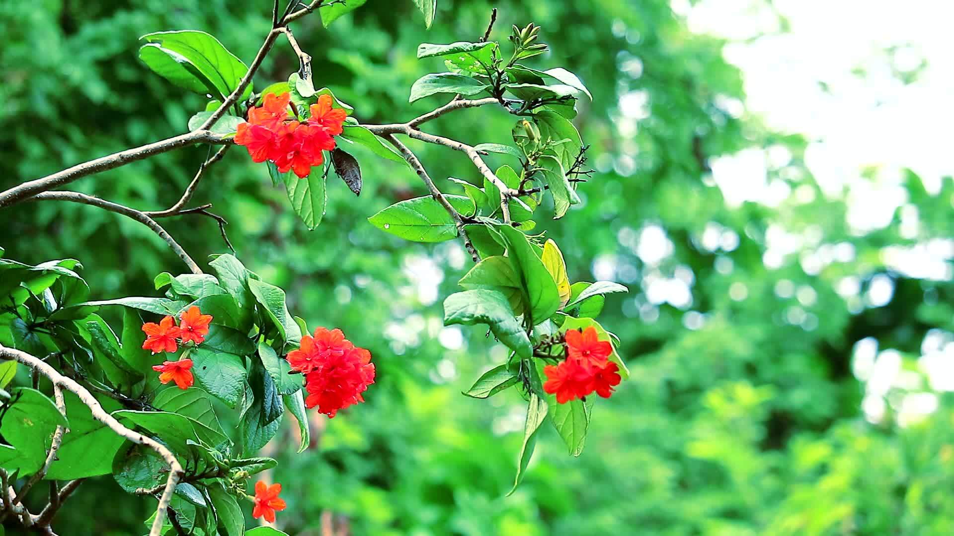 acacia或Geigger树或hunia有红橙色视频的预览图