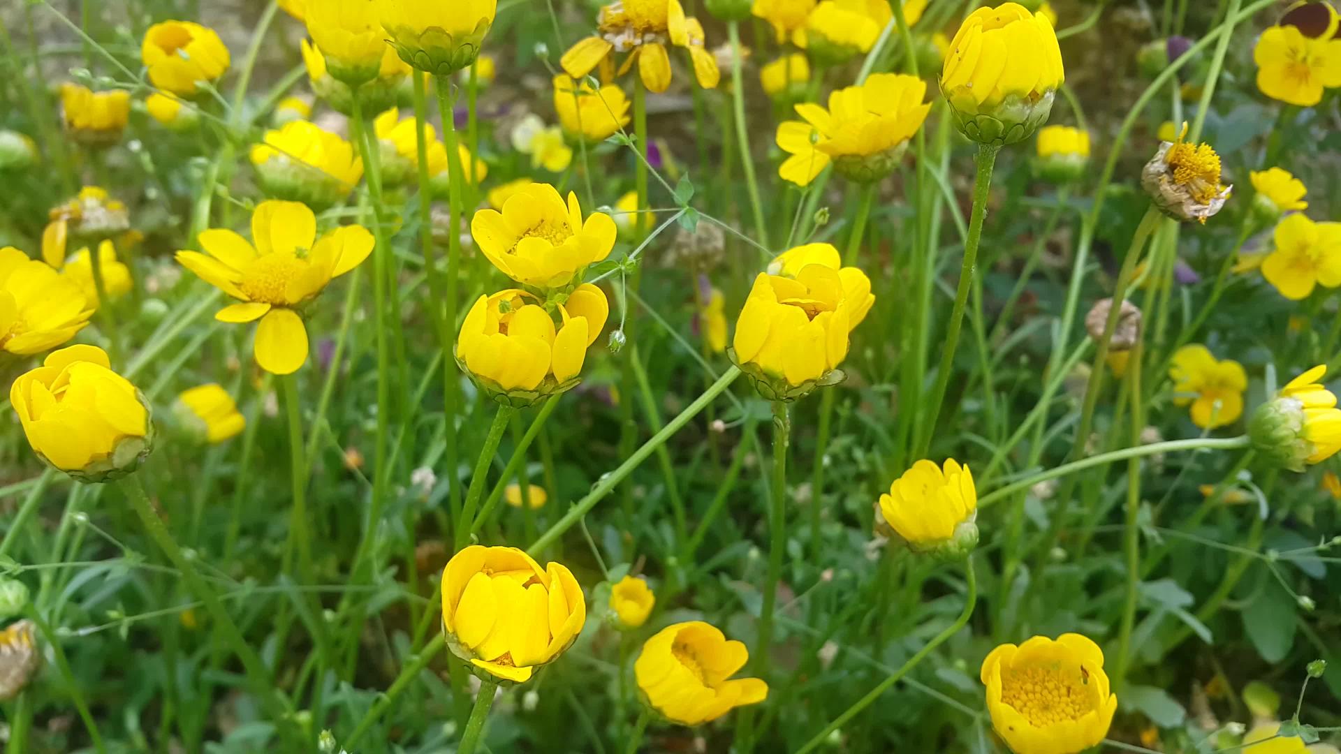 近视的黄色花朵以绿叶为背景视频的预览图