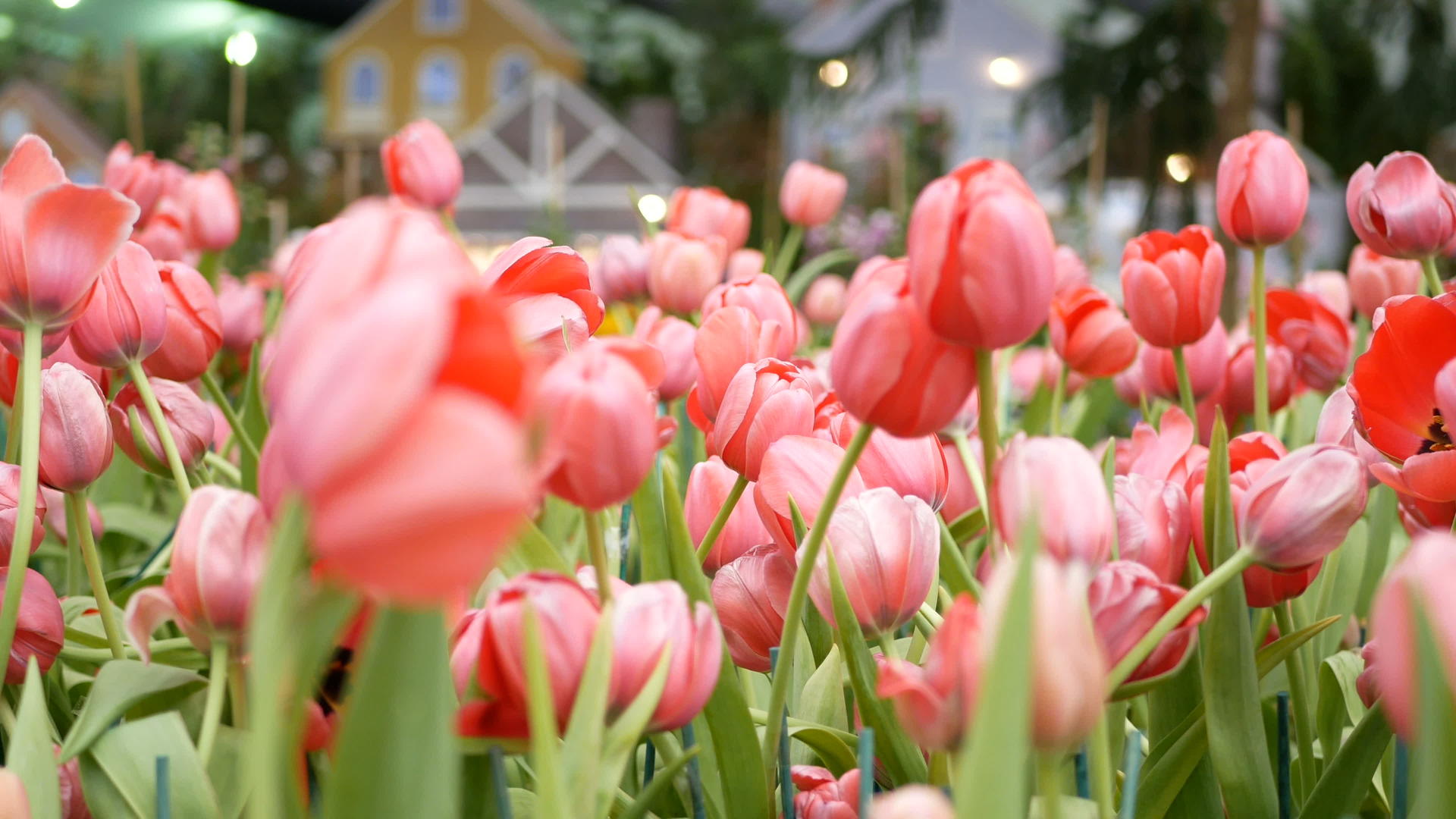 4k春天的郁金香花田是五颜六色的视频的预览图