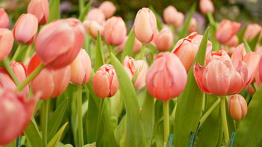 4k春天的郁金香花田是五颜六色的视频的预览图