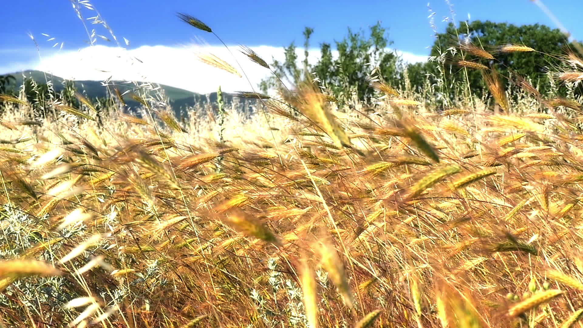 草地中的草原慢动视频的预览图
